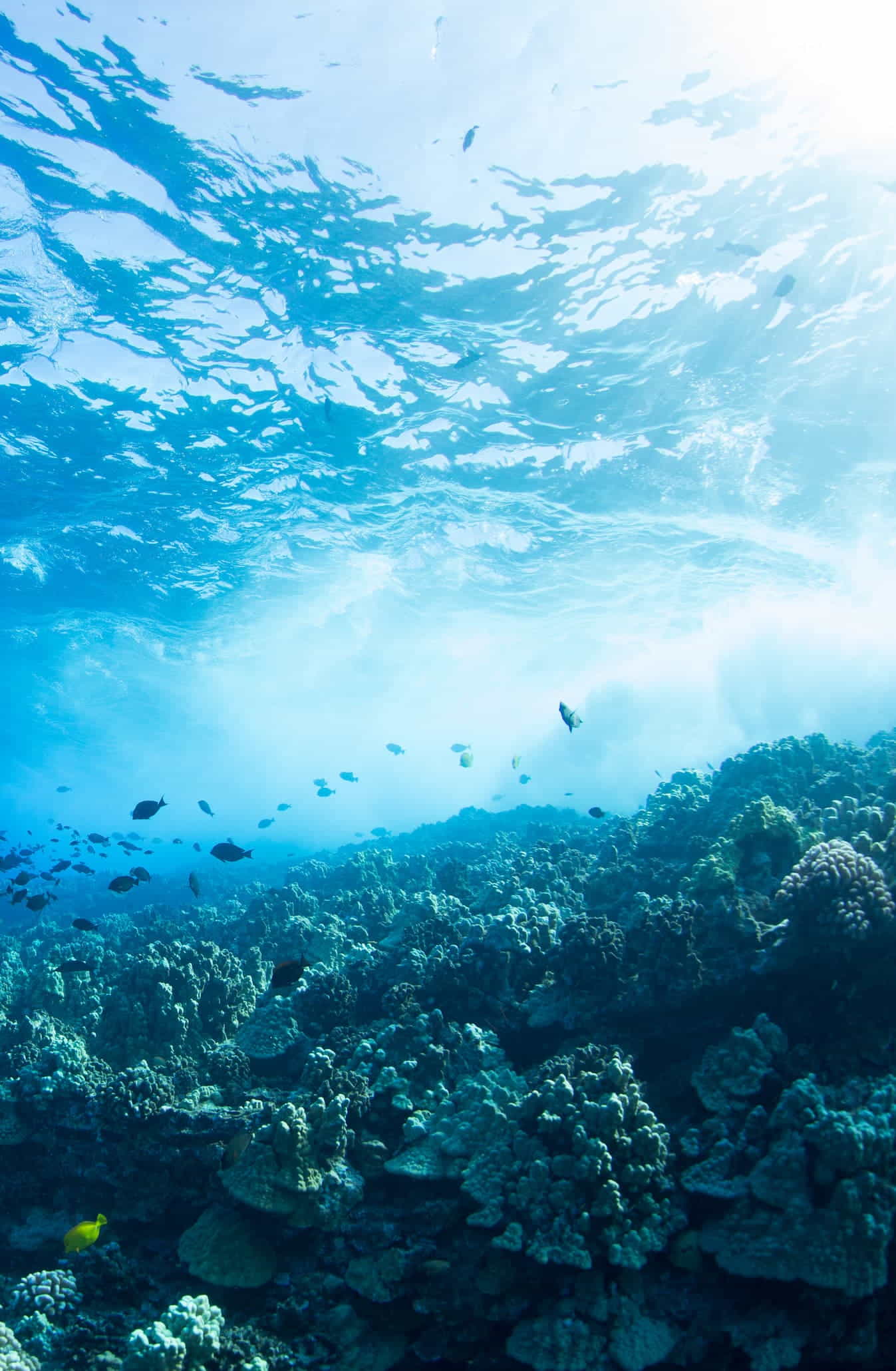 Pacific Whale Cruises Helping Protect Our Oceans